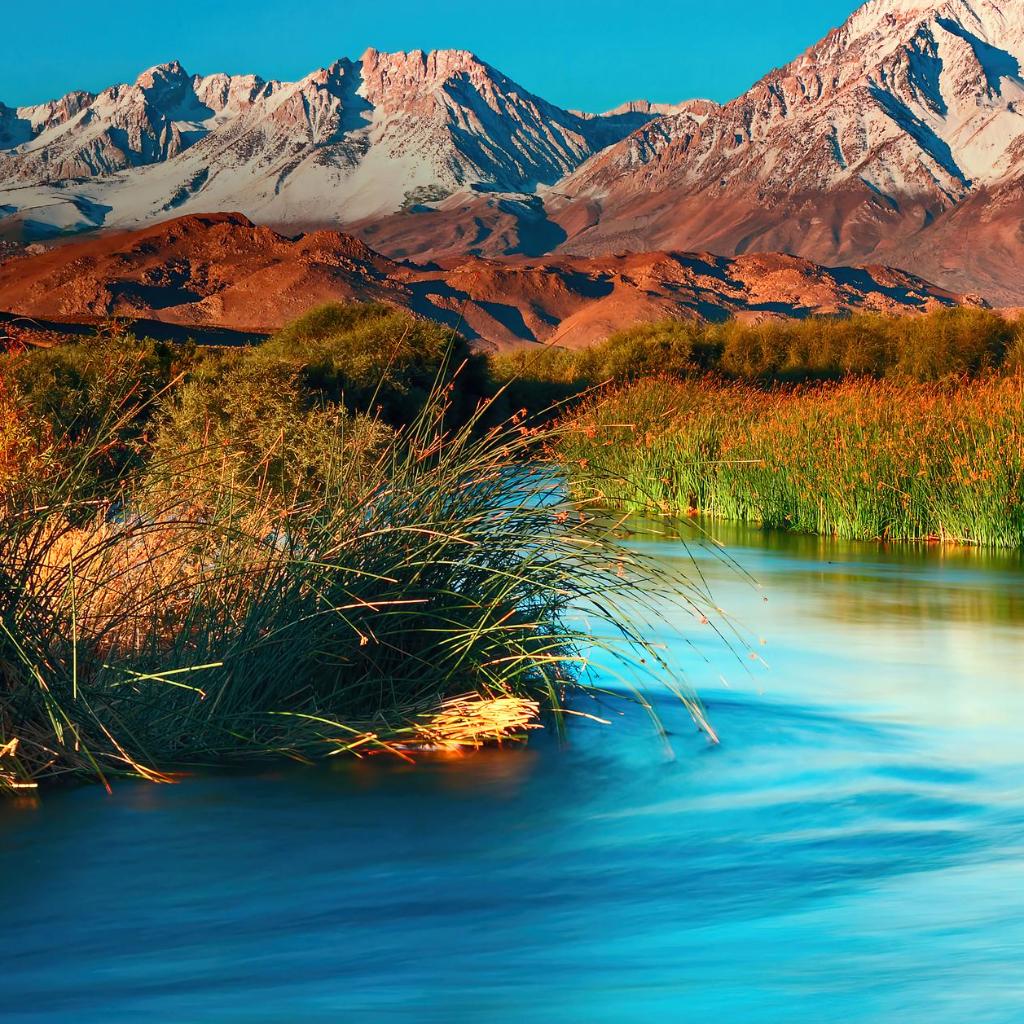 Evento AAA - Pet Brunch Desarrollo